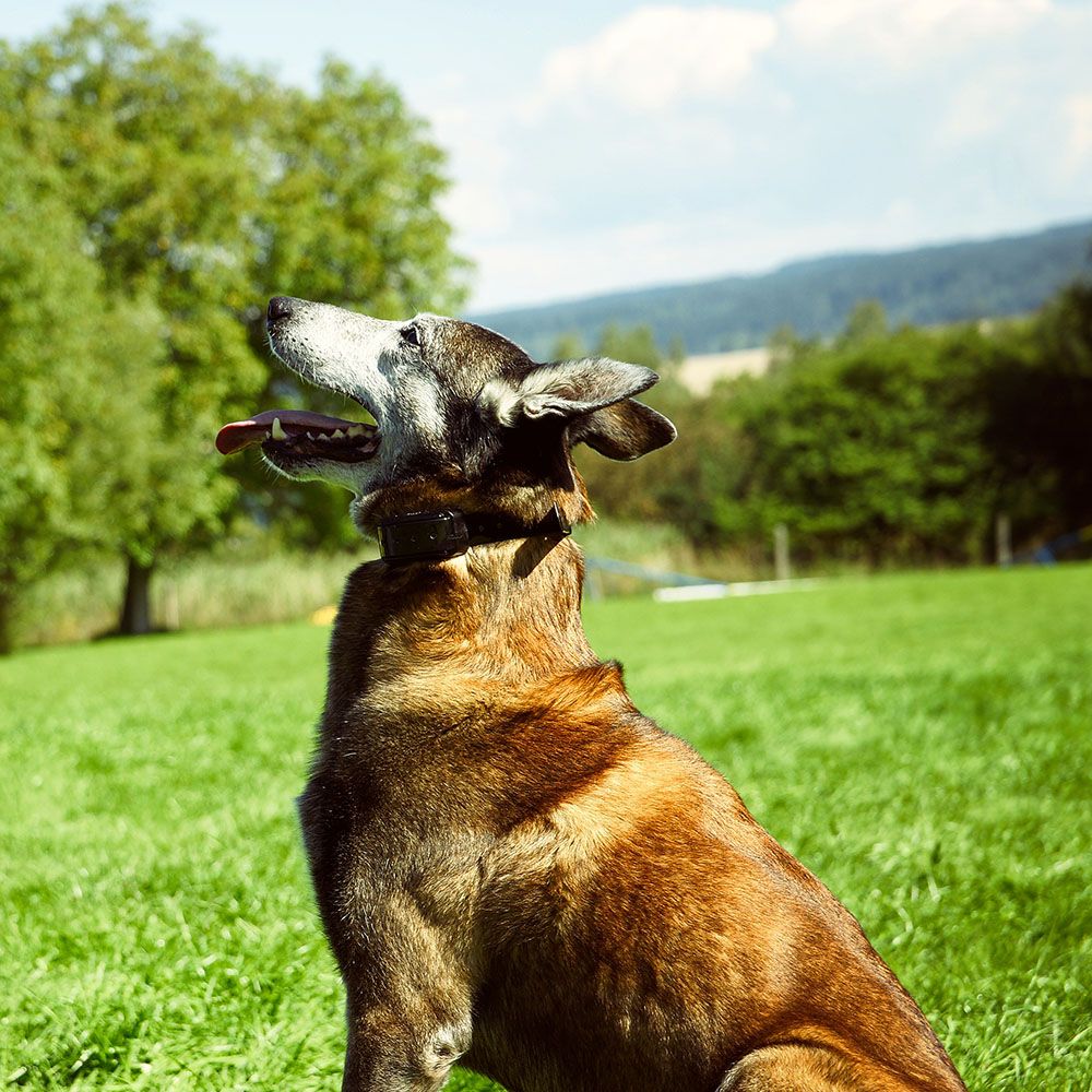 Lokalizator DOGTRACE DOG d-control professional - Piesek z obrożą na szyi