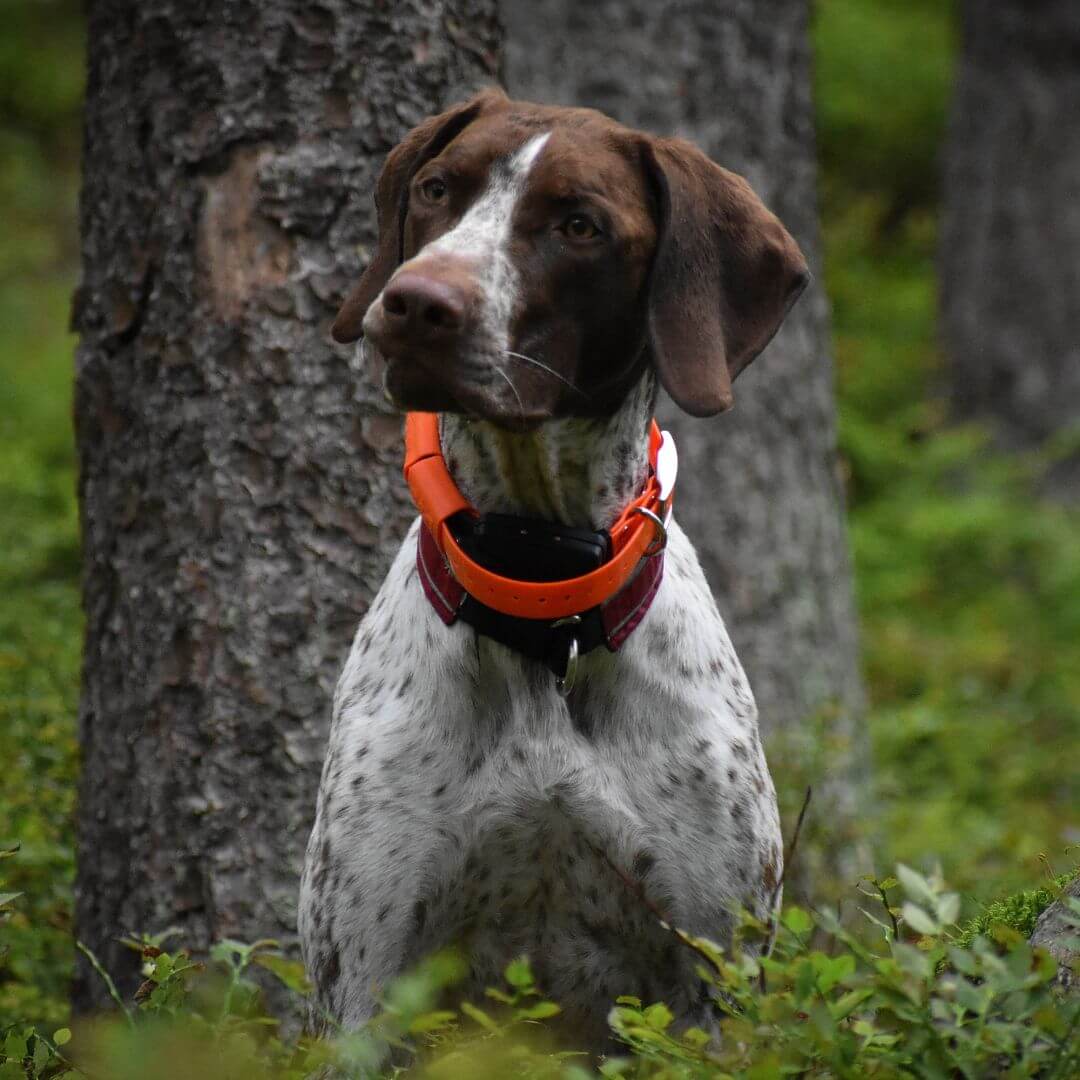 Lokalizator DOGTRACE DOG GPS X20 - Piesek z obrożą na szyi