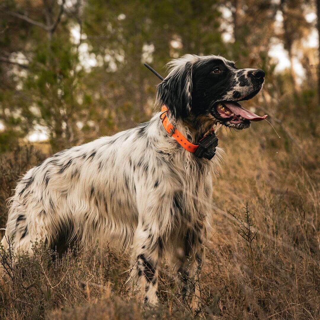 Lokalizator DOGTRACE DOG GPS X25B - Piesek z obrożą na szyi