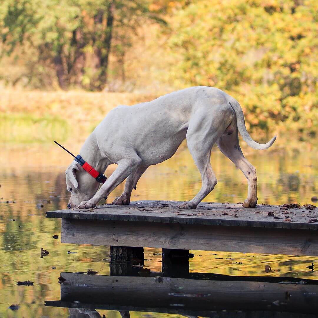 Lokalizator DOGTRACE DOG GPS X25T - Piesek z obrożą na szyi