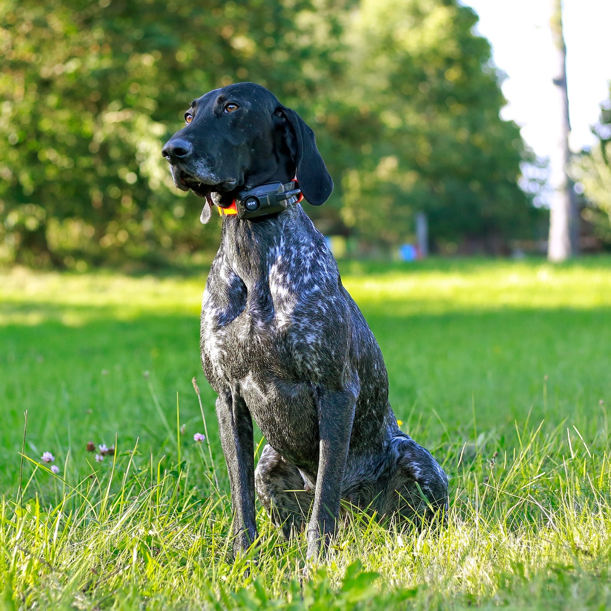 Lokalizator DOGTRACE DOG GPS X30TB - Piesek z obrożą na szyi