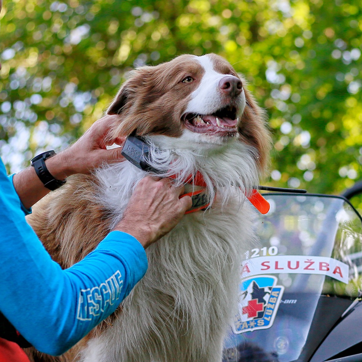 Lokalizator DOGTRACE DOG GPS X30T - Piesek z obrożą na szyi