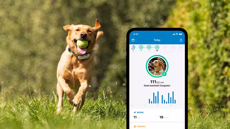 TRACTIVE GPS DOG 4 - Aplikacja