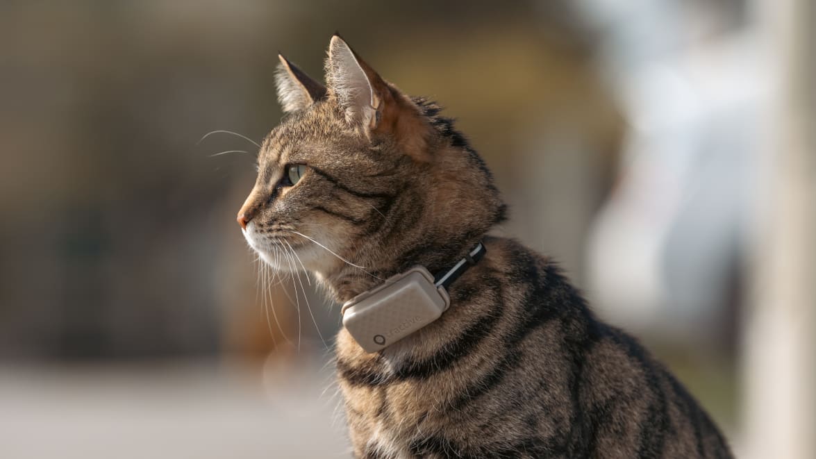 Tractive GPS CAT Mini - Na obroży