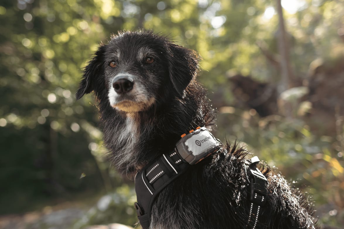 Tractive GPS DOG XL - Adventure Edition - Na obroży