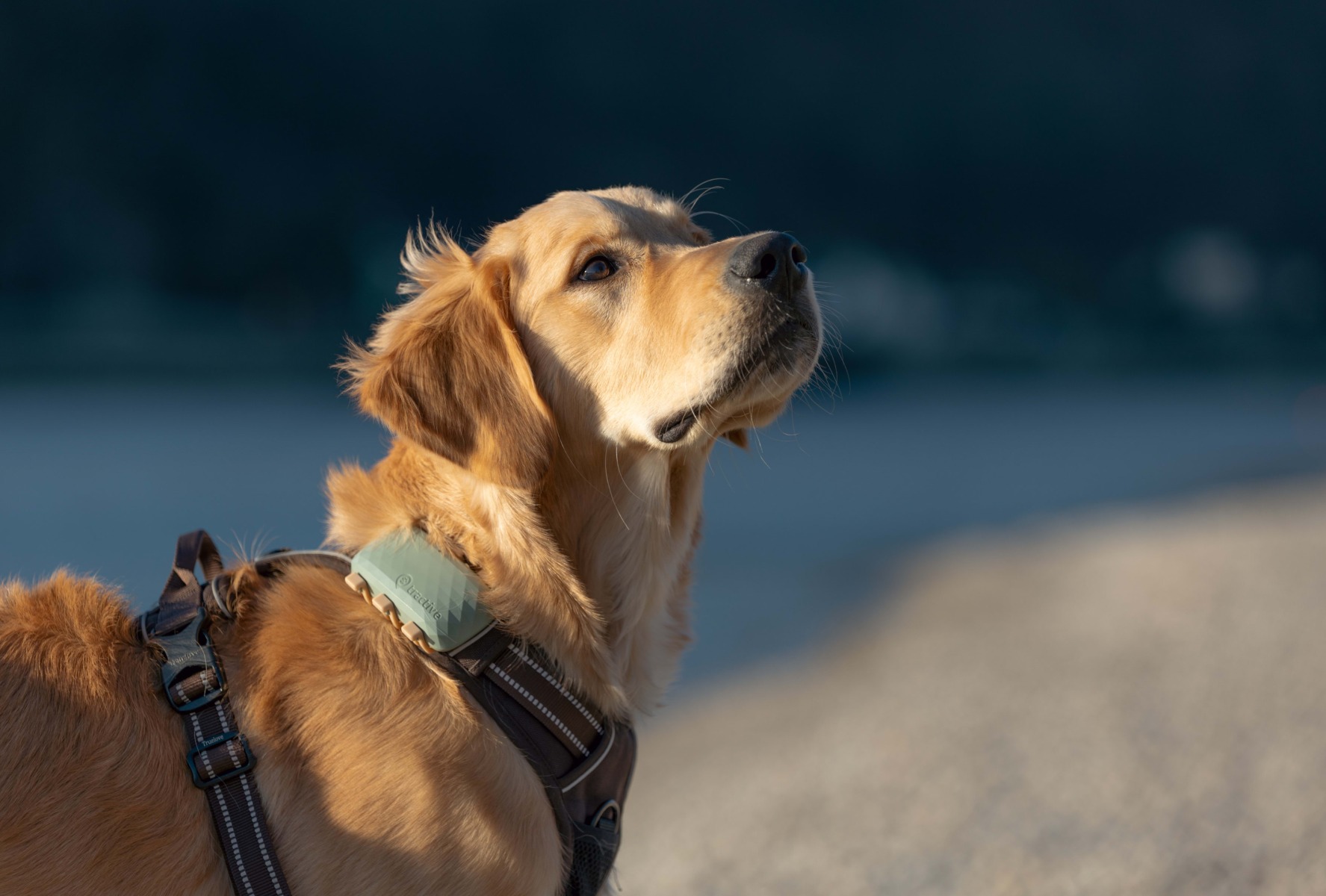 Tractive GPS DOG 4 - Na obroży