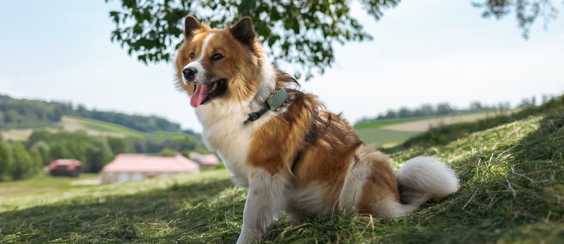 TRACTIVE GPS DOG XL - Na obroży