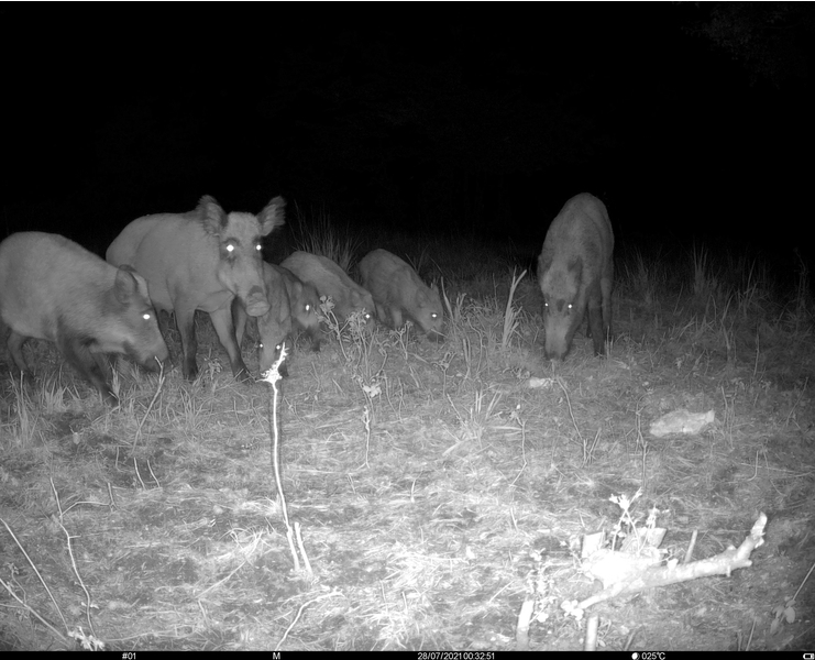 Zdjęcie z fotopułapki Tetrao Spromise S68 - Dziki nocą