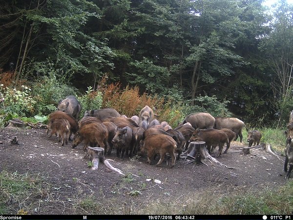 Zdjęcie z fotopułapki Tetrao Spromise S308 - watacha dzików w dzień